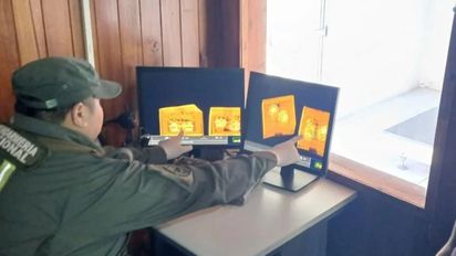 Iban por encomienda: hallaron seis pitones ocultas en una conservadora