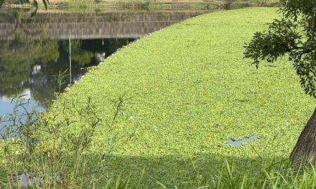 Desde el Club Náutico El Quillá de Santa Fe siguen de cerca la situación. Si no se contiene, tarde o temprano este lago no sirve más, dijeron. Desde el Club Náutico El Quillá de Santa Fe siguen de cerca la situación. Si no se contiene, tarde o temprano este lago no sirve más, dijeron.