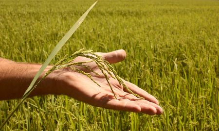 arroz: avanza la campana con rindes aceptables, pero con margenes en rojo arroz: avanza la campana con rindes aceptables, pero con margenes en rojo