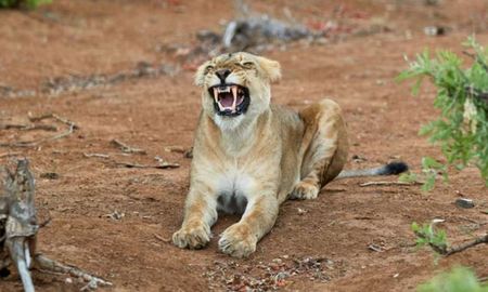 PIden donaciones de animales domésticos para imitar la cadena alimentaria natural de los depredadores. PIden donaciones de animales domésticos para imitar la cadena alimentaria natural de los depredadores.