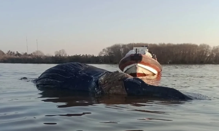 Se encontró una ballena muerta en la zona del puente de Zárate Brazo Largo. Se encontró una ballena muerta en la zona del puente de Zárate Brazo Largo.