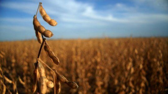 La Argentina importará soja de EEUU en 2018