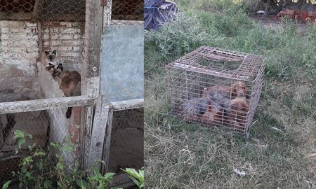 Los animales se encontraban hacinados en jaulas, sin agua y alimentados a comida para pollos. Los animales se encontraban hacinados en jaulas, sin agua y alimentados a comida para pollos.
