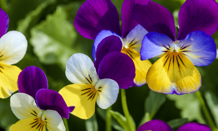 Esta es la época para tener un jardín florido con una especie que no falla Esta es la época para tener un jardín florido con una especie que no falla