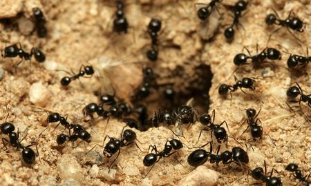 En octubre del año pasado las hormigas habían advertido la ola de calor que llegó al país. En octubre del año pasado las hormigas habían advertido la ola de calor que llegó al país.
