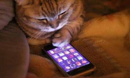 La app que convierte maullidos de gatos en palabras. La app que convierte maullidos de gatos en palabras.