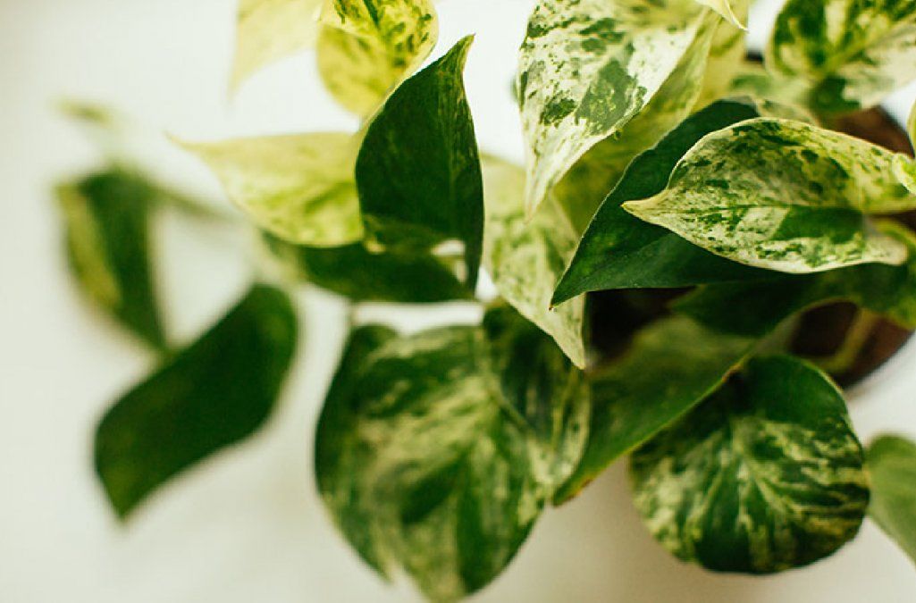 El poto no requiere de un sustrato especial para crecer feliz