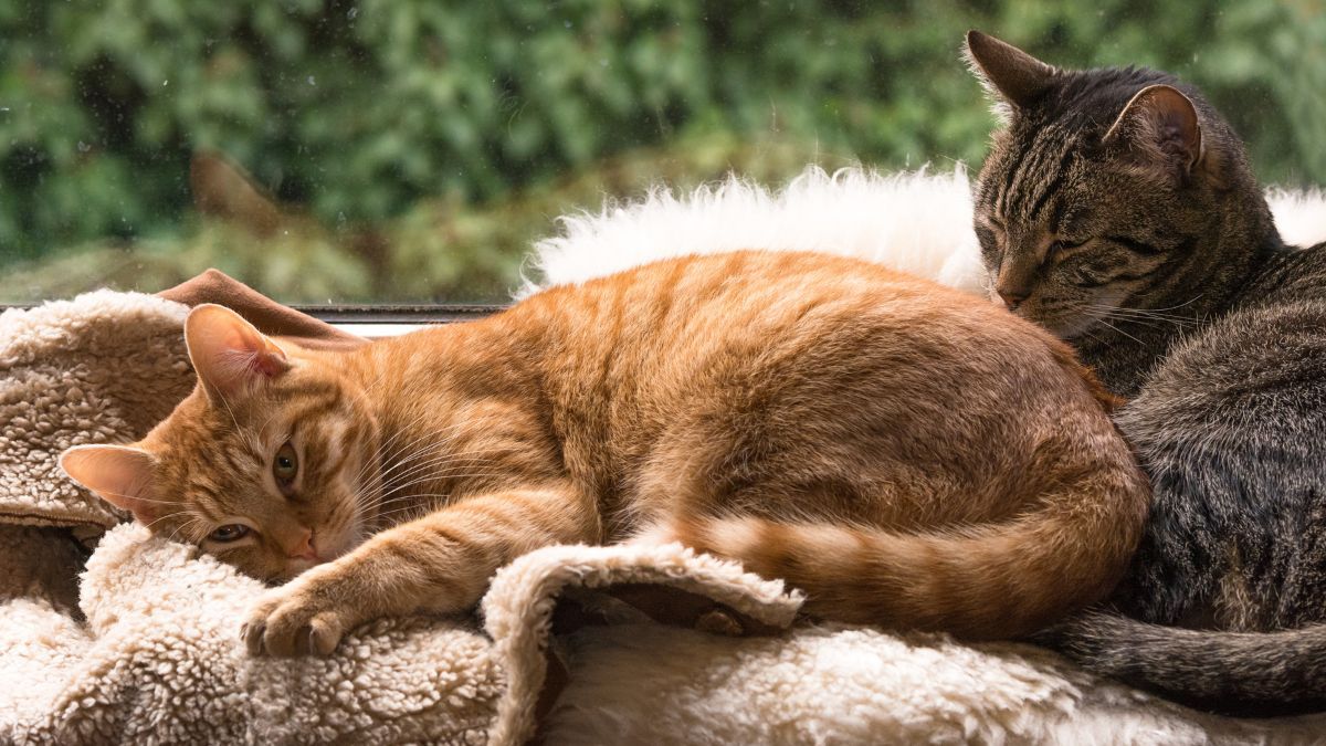 La panleucopenia felina es causada por el parvovirus felino (FPV).