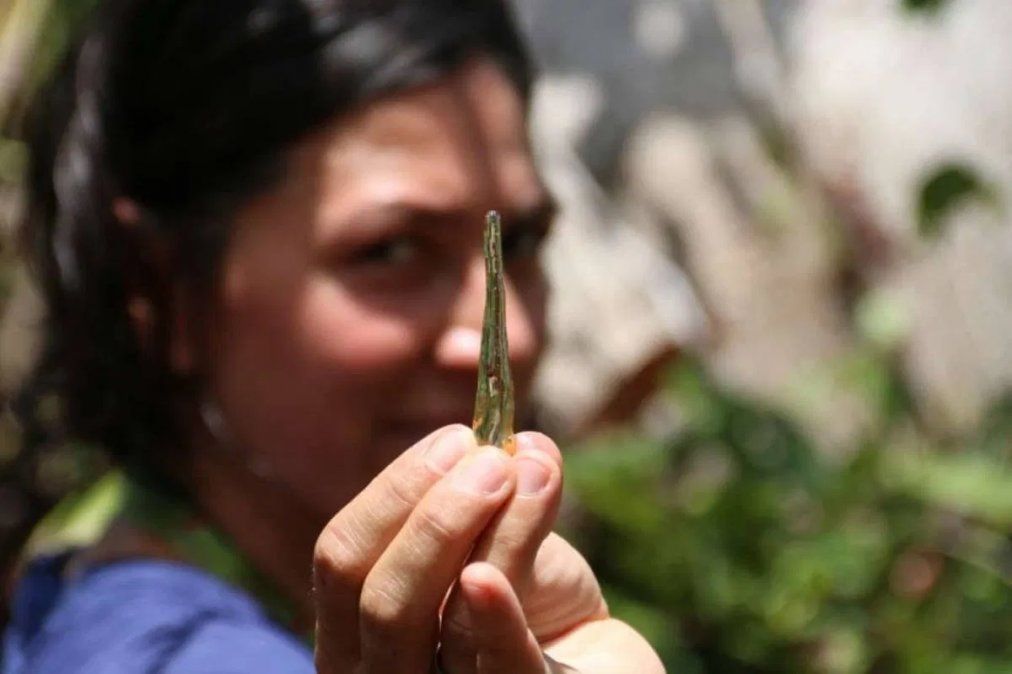 Extracción de ADN de insectos que estaban atrapados en resina