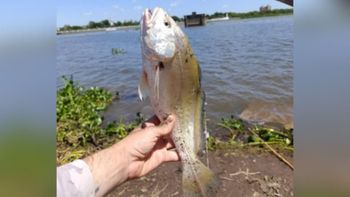 ¿Pesca de corvinas en Santa Fe?: qué explica la aparición de esta especie en la Laguna Setúbal