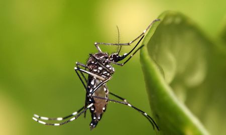 Las autoridades insisten en mantener las medidas de prevención contra el dengue, pues una explosión de esta enfermedad agravaría las consecuencias de la pandemia de coronavirus. Las autoridades insisten en mantener las medidas de prevención contra el dengue, pues una explosión de esta enfermedad agravaría las consecuencias de la pandemia de coronavirus.