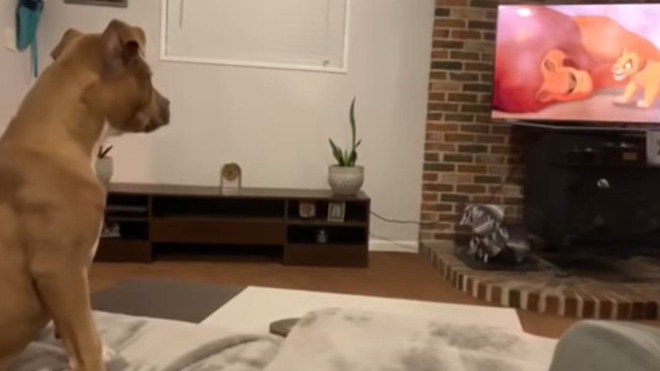 Un perro llora al ver la muerte de Mufasa en El Rey León