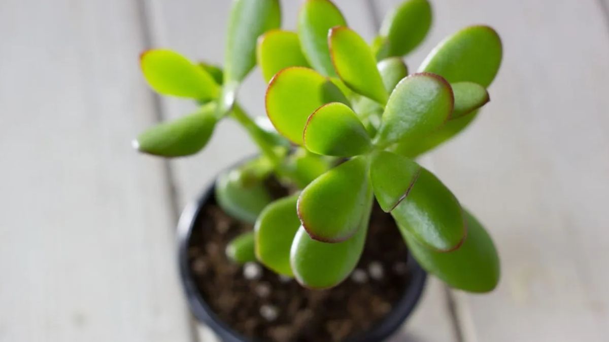 Cada cuánto hay que regar el árbol de jade para que luzca sano y crezca rápido. 