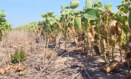 Soja tardía, en desarrollo vegetativo, con mortandad de plantas en el noroeste del departamento San Cristóbal. Foto: SEA Soja tardía, en desarrollo vegetativo, con mortandad de plantas en el noroeste del departamento San Cristóbal. Foto: SEA