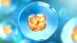 Una mujer usará los embriones concebidos con su ex pareja en un tratamiento de fertilidad.