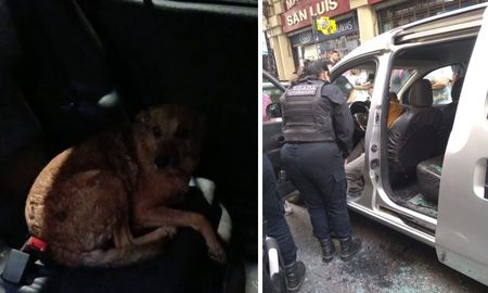 En Rosario hallaron otro perro encerrado en un auto, pero esta vez el accionar fue rápido. En Rosario hallaron otro perro encerrado en un auto, pero esta vez el accionar fue rápido.