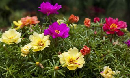 La Portulaca resiste más de 40°C y sigue floreciendo sin interrupción. La Portulaca resiste más de 40°C y sigue floreciendo sin interrupción.