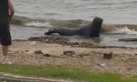 Vicente López: un lobo marino apareció en la costa. Vicente López: un lobo marino apareció en la costa.