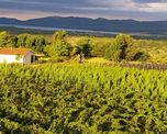 vinos de cordoba: buscan consolidar una marca propia basada en el terroir y la alta calidad vinos de cordoba: buscan consolidar una marca propia basada en el terroir y la alta calidad