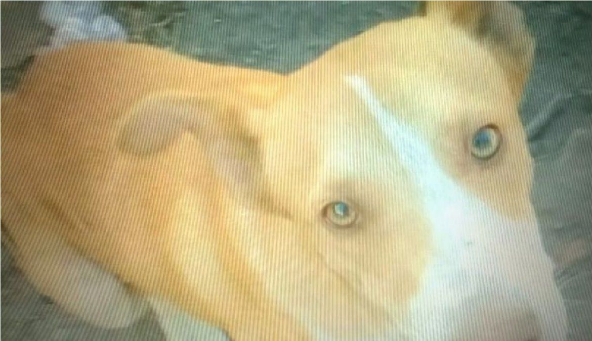 Alvear: un hombre mató un perro a palazos en plena calle y los vecinos piden justicia