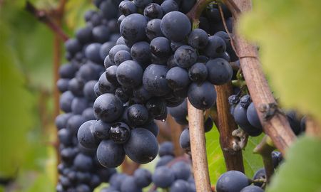 el pinot noir escribe su historia al sur del mundo el pinot noir escribe su historia al sur del mundo