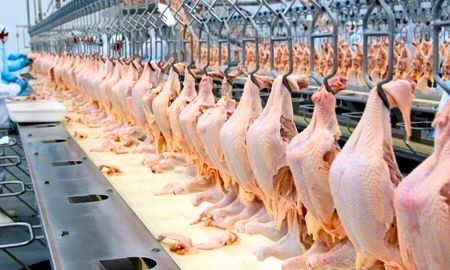 El año 2024 fue histórico para el mercado cárnico argentino. Por primera vez, el consumo de carne de pollo superó al de carne vacuna. El año 2024 fue histórico para el mercado cárnico argentino. Por primera vez, el consumo de carne de pollo superó al de carne vacuna.