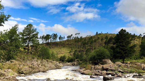 : Los senderos de monte nativo que rodean Villa Yacanto conservan especies de flora autóctona que son fundamentales para el ecosistema hídrico de las sierras cordobesas.