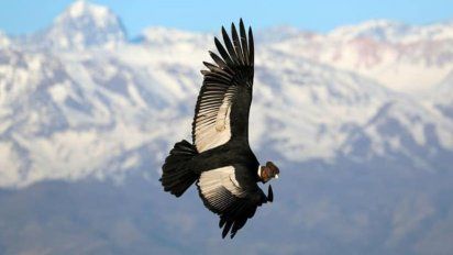 Aire de Santa Fe | vuelo condor.jpg