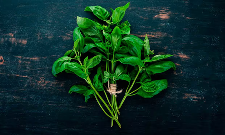 La albahaca una gran aliada de la salud
