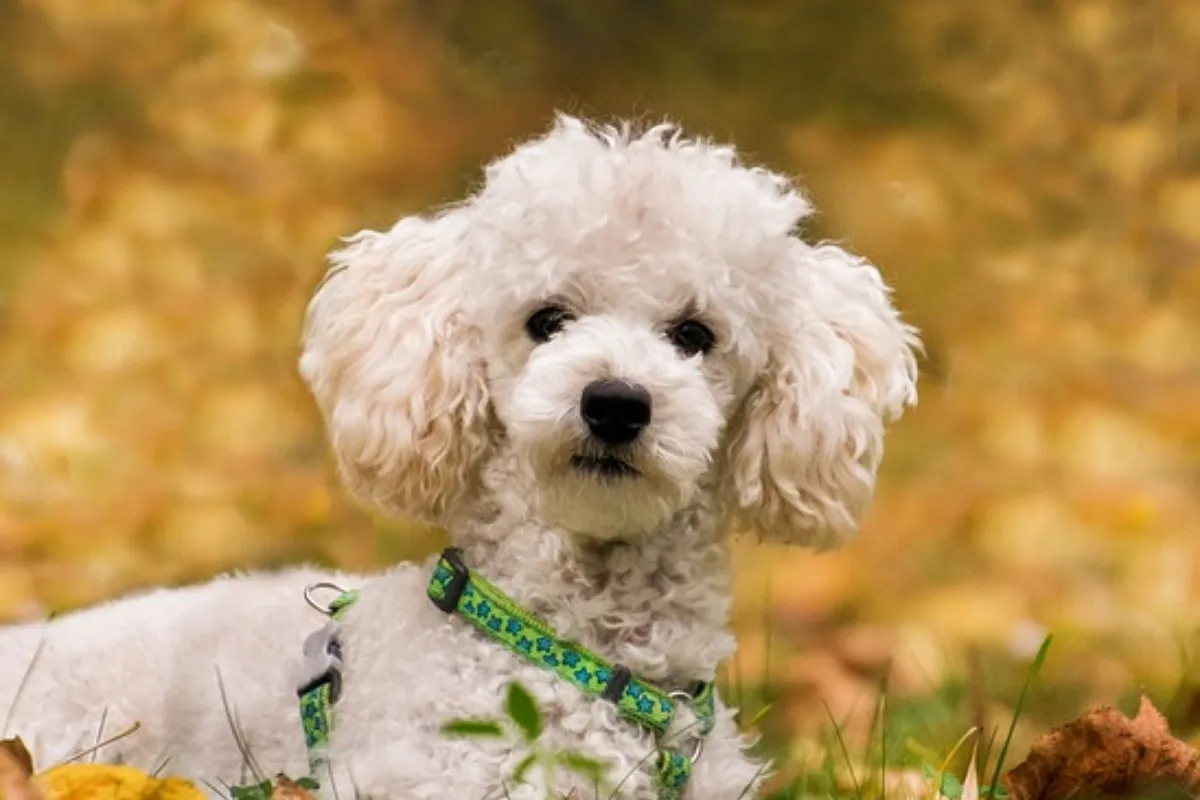 Un hombre golpeó contra el piso a un caniche y terminó detenido.
