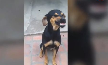 Video viral: la perra que se ríe cuando la retan y explotó las redes