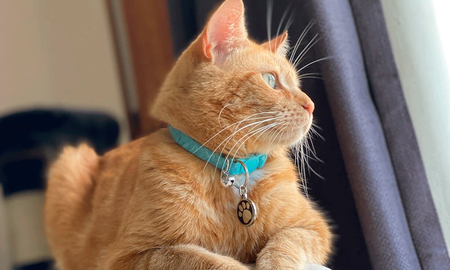 Viral: la historia del gato ladrón de juguetes que se convirtió en celebridad Viral: la historia del gato ladrón de juguetes que se convirtió en celebridad