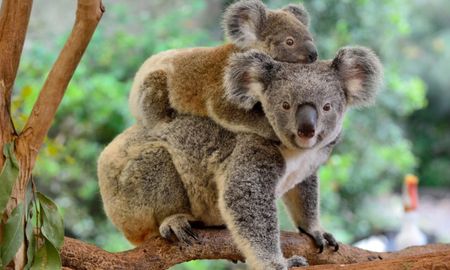 Australia mató más de 700 koalas. Australia mató más de 700 koalas.