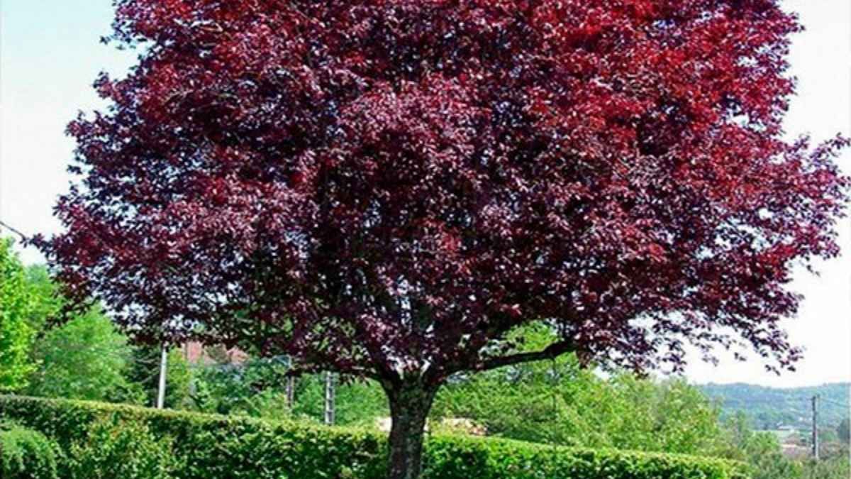 El ciruelo no solo aporta estética, sino que es una fuente natural de potasio y antioxidantes en el jardín de casa. El ciruelo no solo aporta estética, sino que es una fuente natural de potasio y antioxidantes en el jardín de casa. 