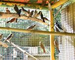 Comprar un loro o una cotorra al costado de la ruta o en un mercado clandestino no solo es un delito ambiental, sino que también representa un riesgo directo para la salud pública. Comprar un loro o una cotorra al costado de la ruta o en un mercado clandestino no solo es un delito ambiental, sino que también representa un riesgo directo para la salud pública.
