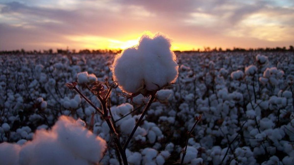 En el marco de la Ley Nacional N° 26.060, Santa Fe recibirá para la campaña 2021/22 más de 44 millones de pesos destinados a sostener y promover el cultivo de algodón.