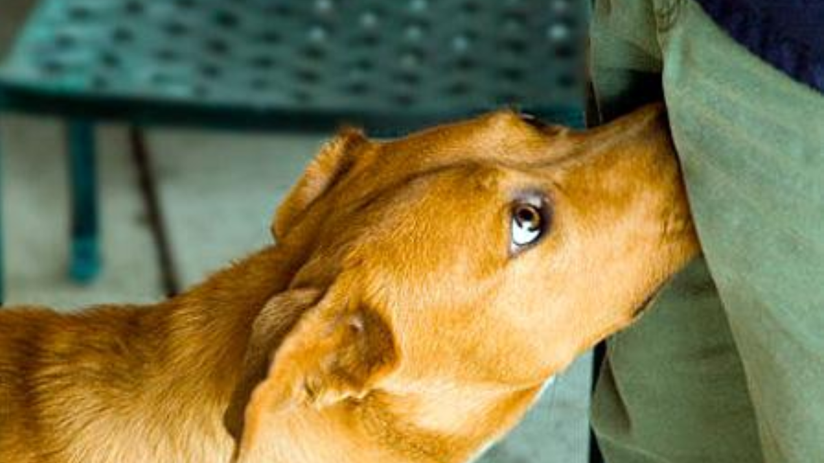 El olfato canino es capaz de detectar cambios hormonales mínimos que pasan desapercibidos para los humanos