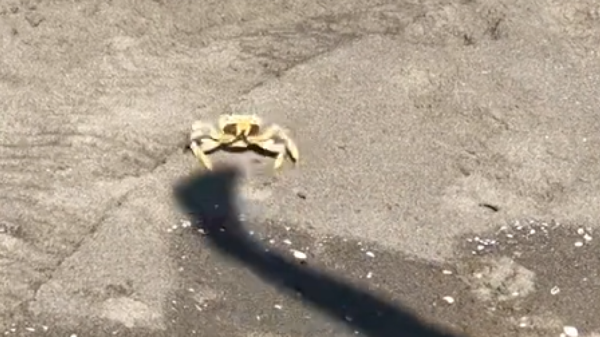 El animal sintió la amenaza y reaccionó.