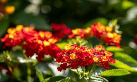 La lantana es una planta ornamental muy elegida por su resistencia, su larga floración y su capacidad para atraer mariposas al jardín. La lantana es una planta ornamental muy elegida por su resistencia, su larga floración y su capacidad para atraer mariposas al jardín.