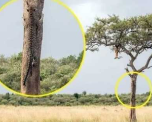 Reto visual: sólo muy pocas personas logran hallar al leopardo oculto. Reto visual: sólo muy pocas personas logran hallar al leopardo oculto.
