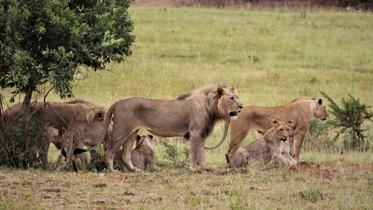 Video: el impresionante momento en que el líder de la manada echa a un joven león