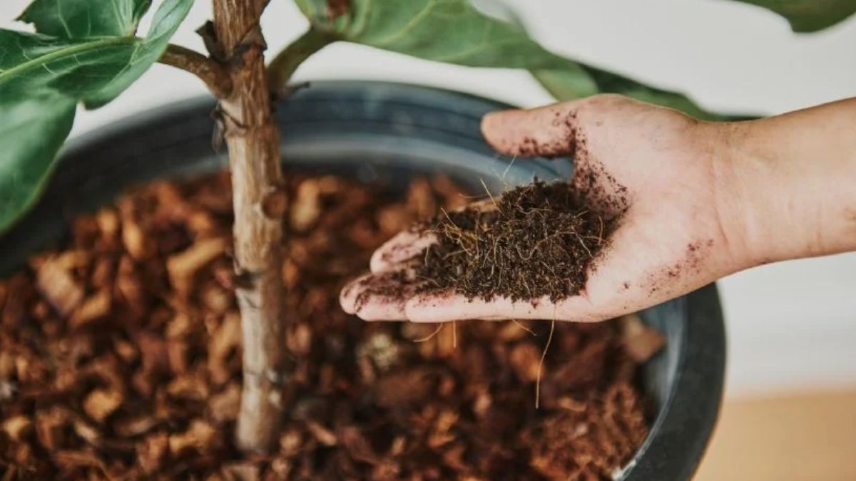 Ni café ni cáscaras de huevo: el abono casero que sirve para revivir y hacer crecer tus plantas