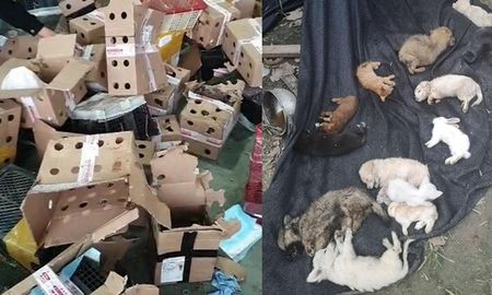 Macabro: hallaron en China 5.000 perros, gatos y otros animales muertos dentro de cajas en un depósito Macabro: hallaron en China 5.000 perros, gatos y otros animales muertos dentro de cajas en un depósito