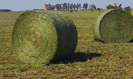 exportacion de alfalfa: los secretos para ganar mas que con la soja exportacion de alfalfa: los secretos para ganar mas que con la soja