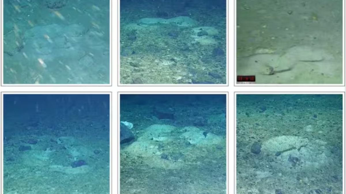 Investigadores que buscaban el legendario barco registraron patrones geométricos formados por cientos de nidos de peces en el fondo del océano