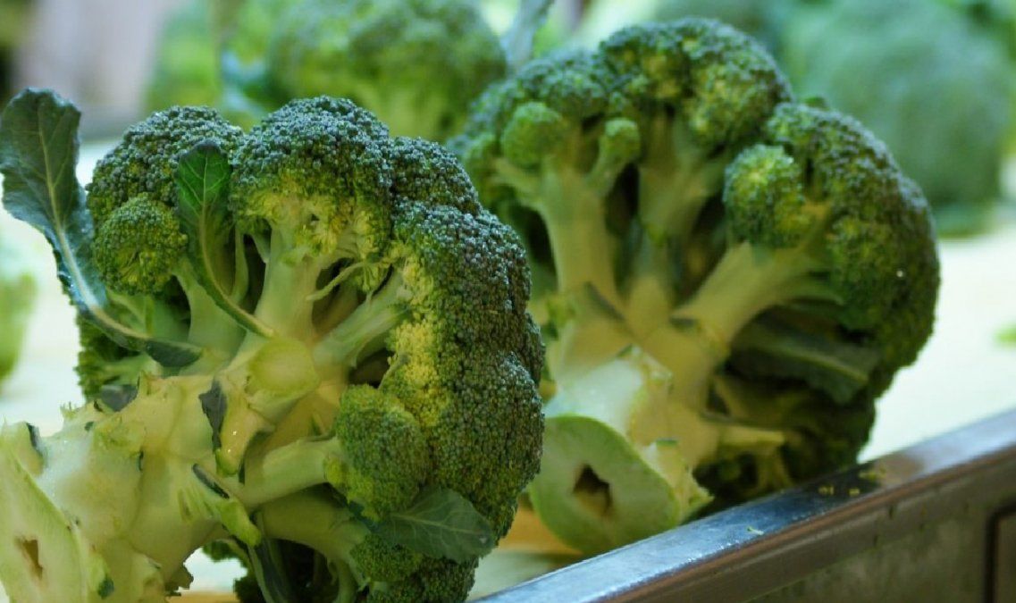 El brócoli es rico en fibra y otros nutrientes interesantes para una alimentación&nbsp;