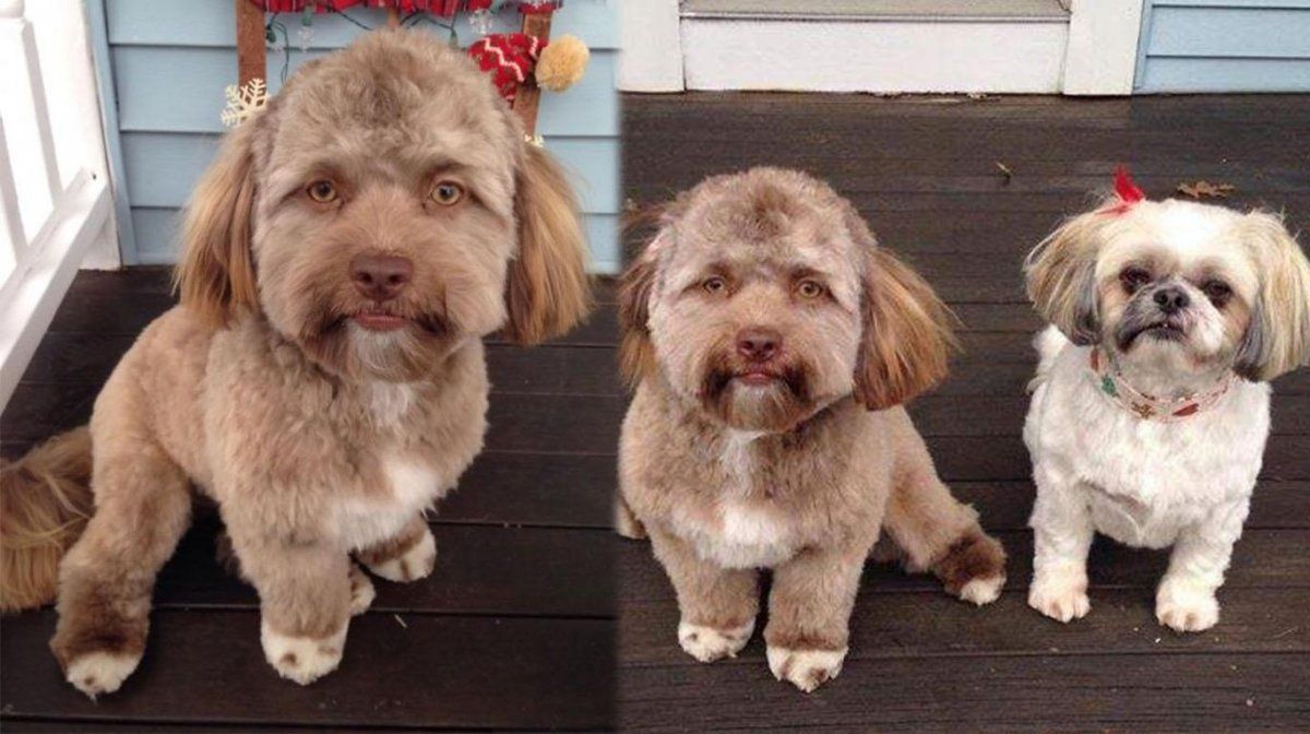 Este perrito tiene “cara de hombre”, la rompe en Internet