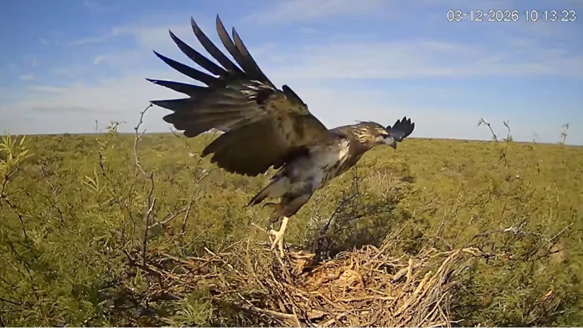 Transmiten en vivo un nido de águila coronada y esperan el primer vuelo del pichón.