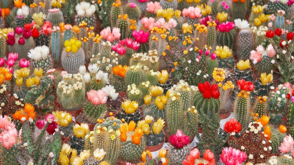 Los cactus pueden florecer en primavera con la ayuda de este abono casero.