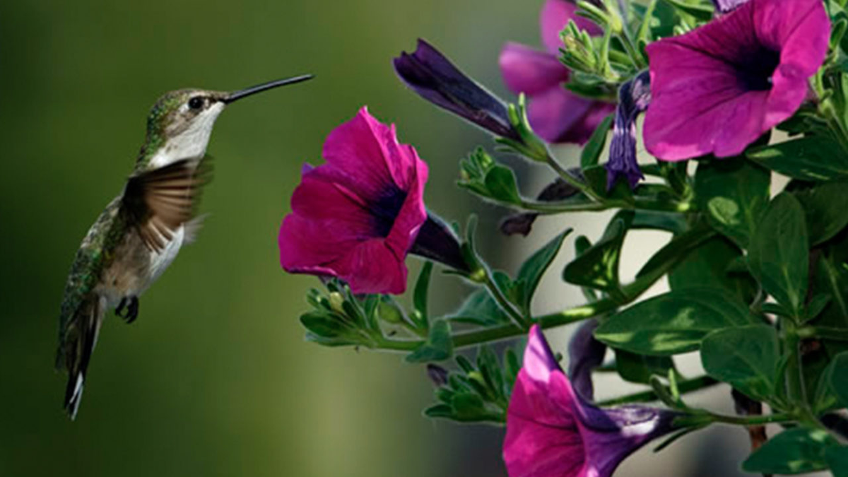 Las fascinantes leyendas del colibrí y su vínculo con lo sobrenatural